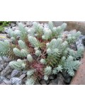 Sedum reflexum Nanum із сизо-зеленим листям